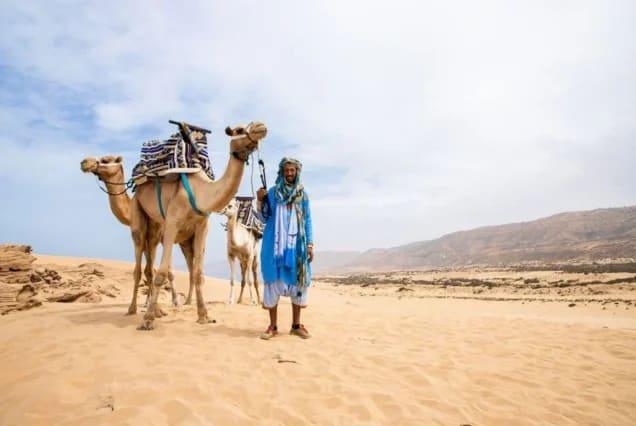 A camel handler with two camels on the dunes near Tamraght, Agadir, Morocco
