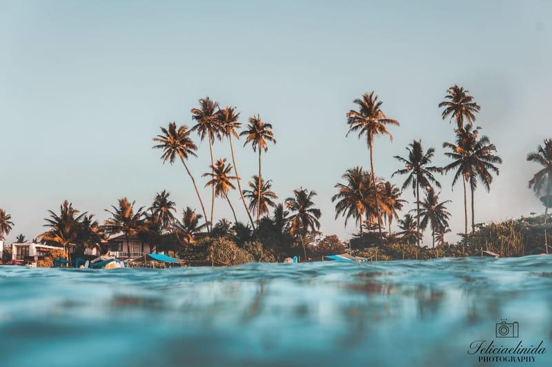 Palm-lined shoreline of Weligama Bay seen from the water at The Surfer surf camp, Sri Lanka
